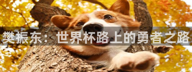 世界杯今年:樊振东:世界杯路上的勇者之路